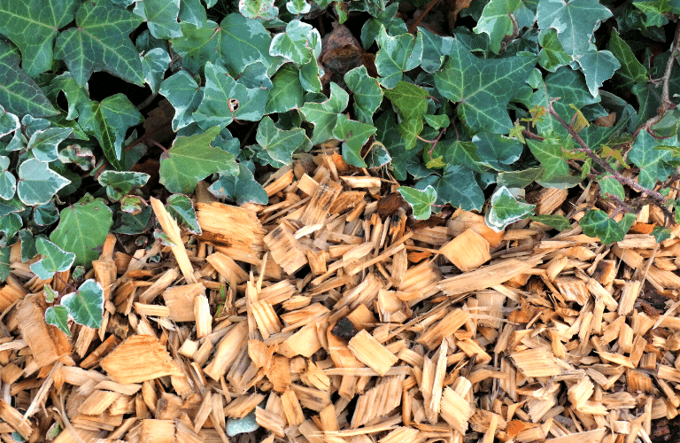 Technique Paillage ornemental