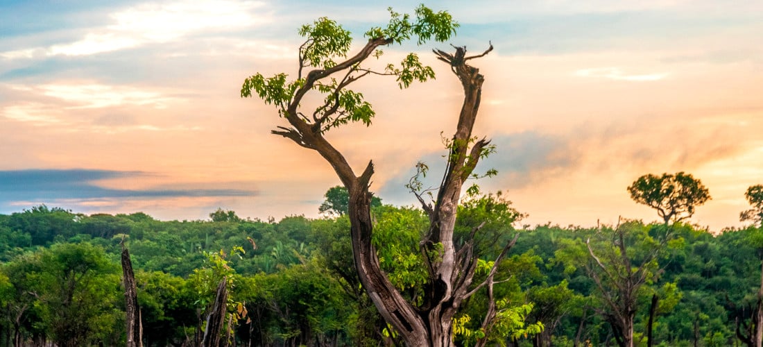 Face à la destruction de la forêt amazonienne, le cri d’alarme des associations