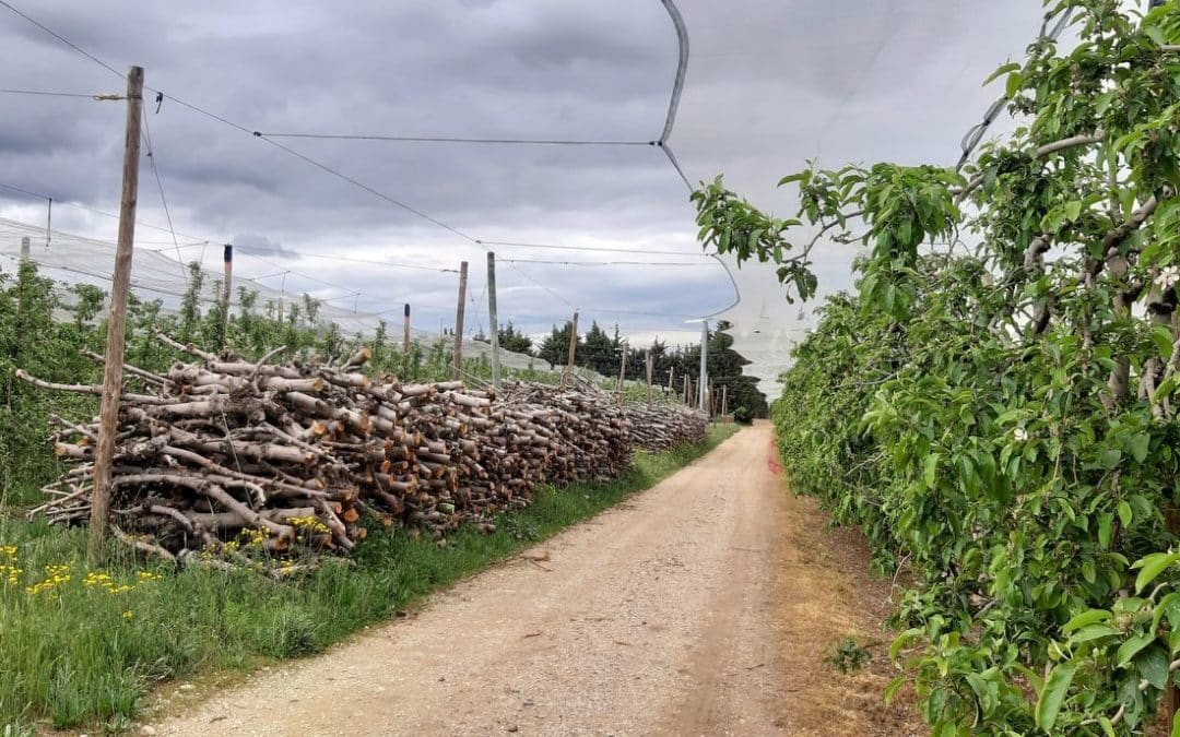 Valorisation des biomasses résiduelles en Provence-Alpes-Côte d’Azur