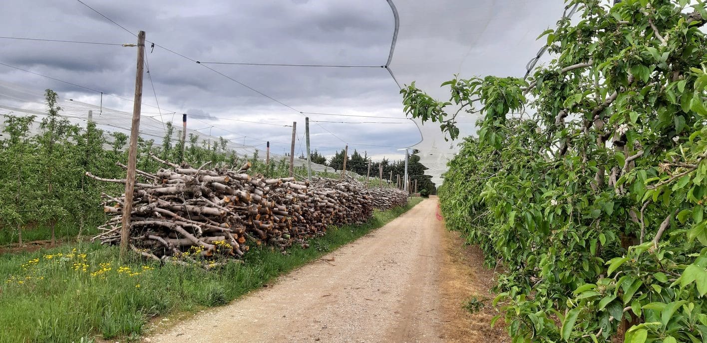 Valorisation des biomasses résiduelles en Provence-Alpes-Côte d’Azur