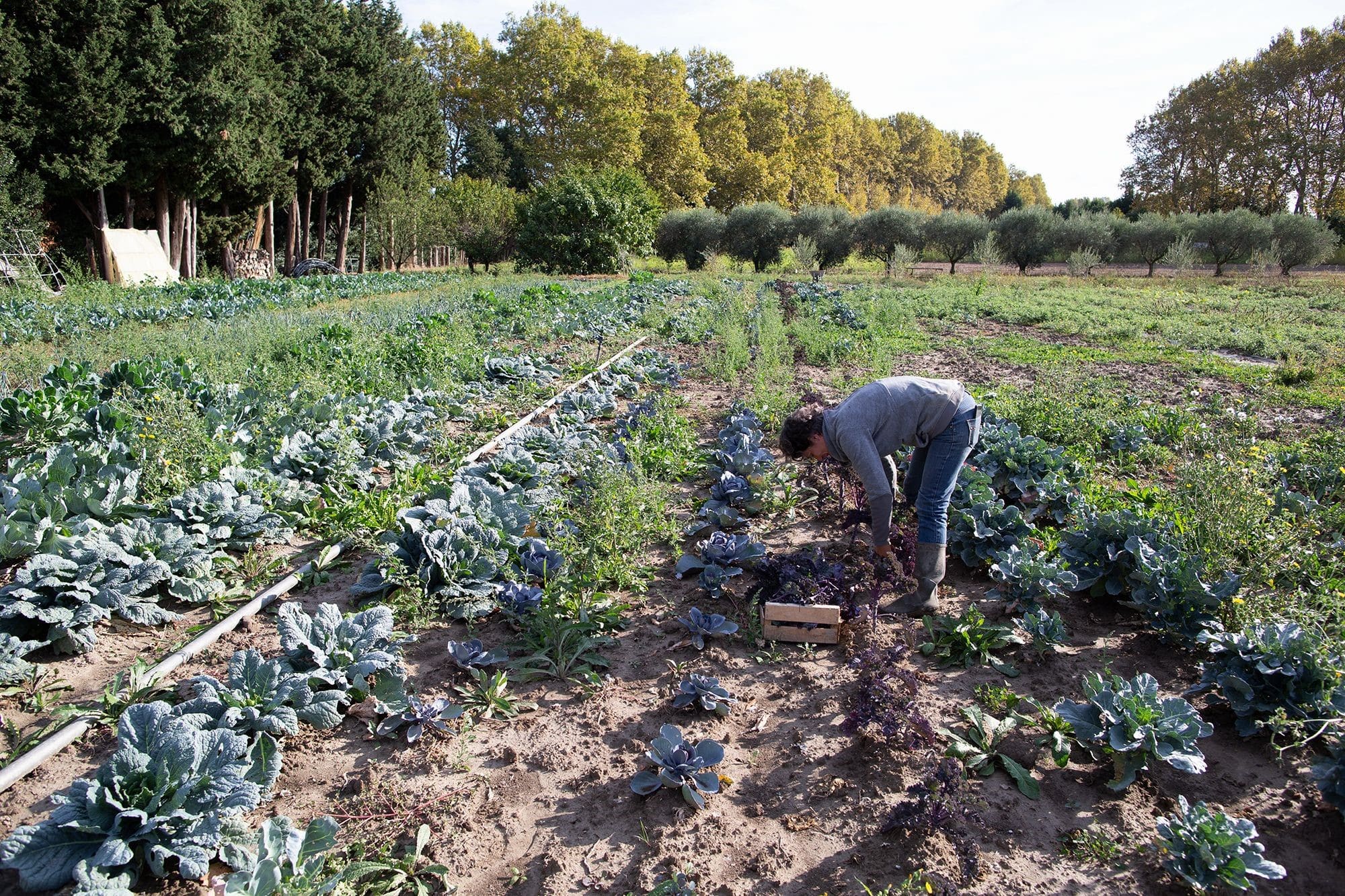 Amélioration de la fertilité pour la production maraichère parcelle Avignon (84)