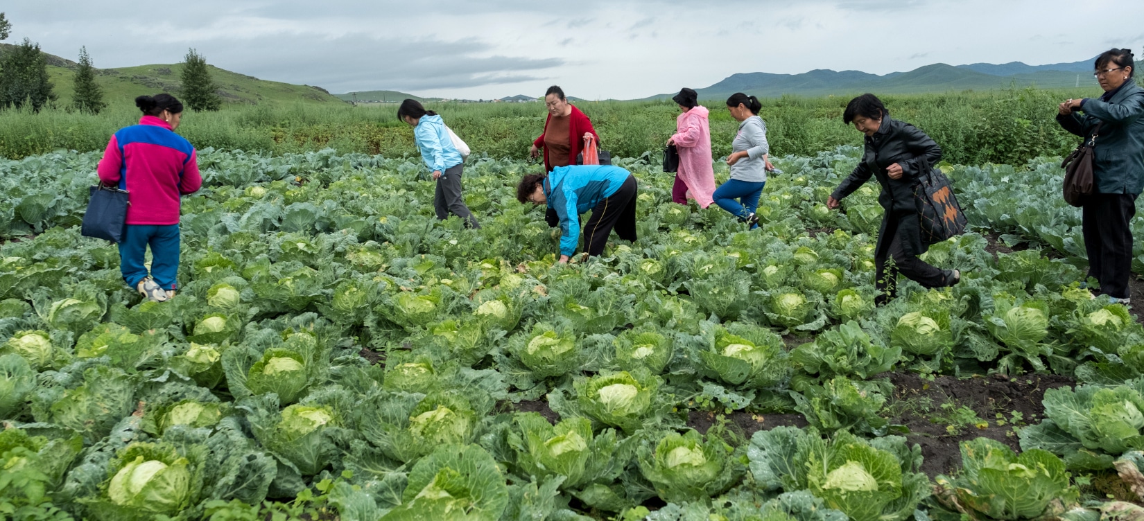 Le maraîchage durable et la sécurité alimentaire, une priorité en zones rurales mongoles