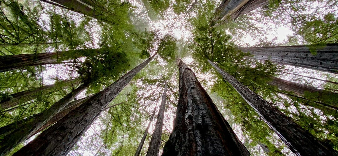 Jour de la Terre 2025 : la biodiversité à l’honneur !