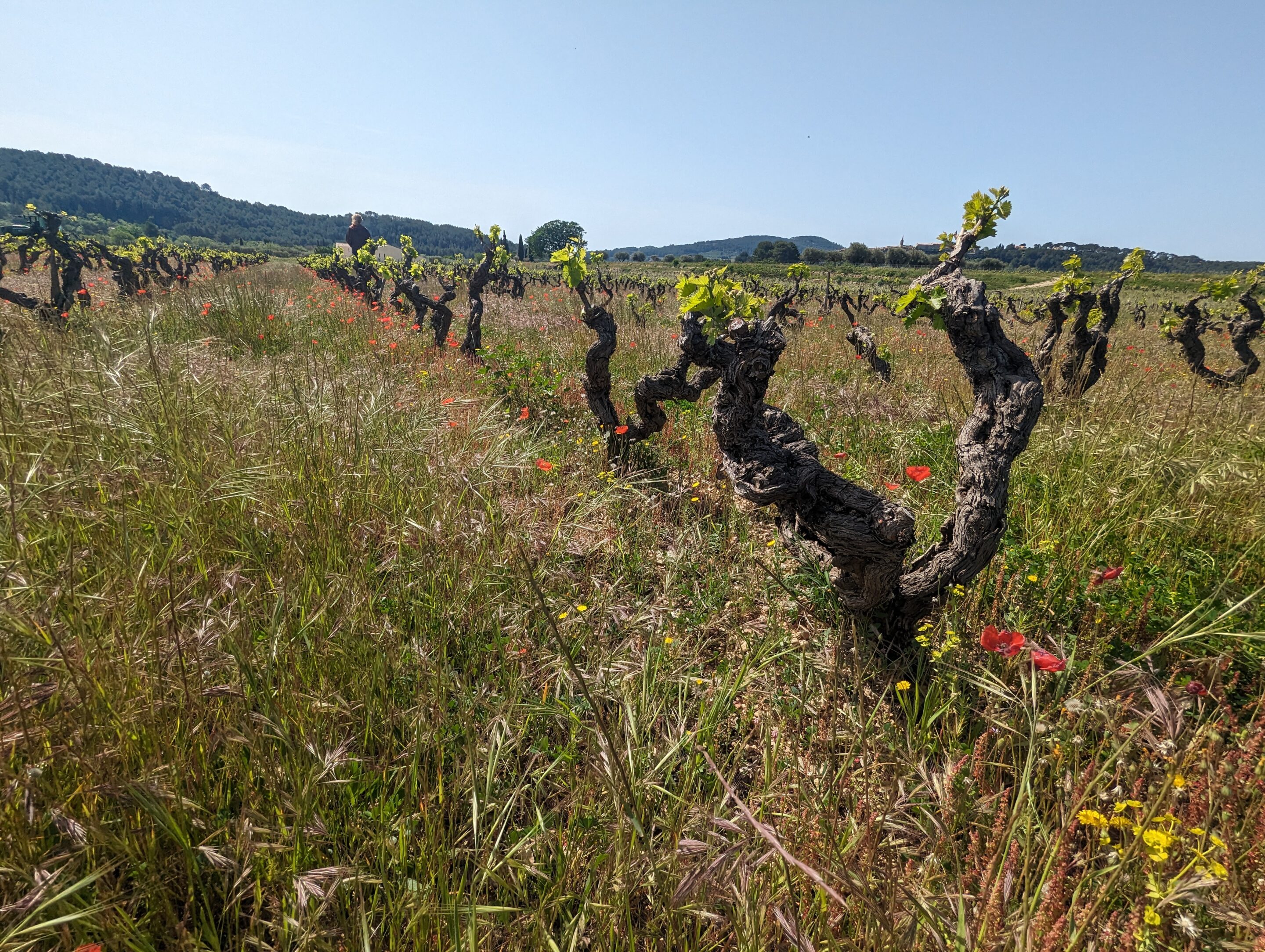 Réduire les émissions et valoriser les résidus organiques en viticulture : Mati’air